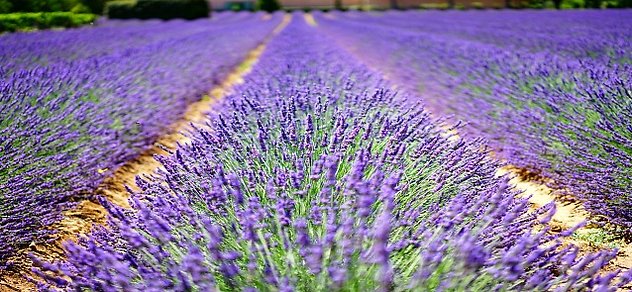 FAQ / Contact Me. Lavender Fields